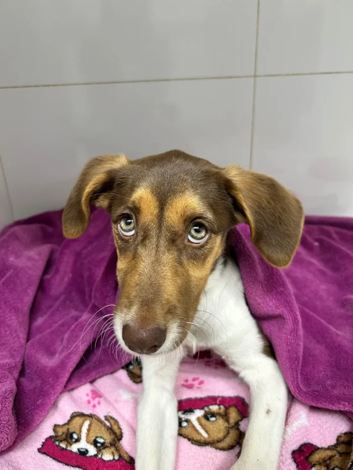 Cachorro raça SRD-ViraLata idade 2 a 6 meses nome Aurora