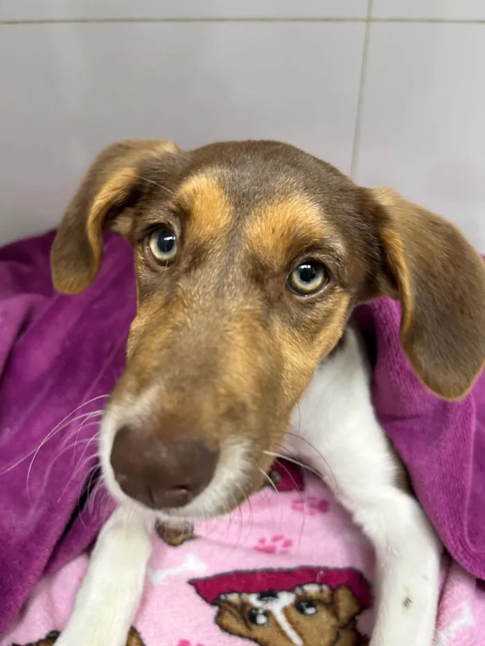 Cachorro raça SRD-ViraLata idade 2 a 6 meses nome Aurora