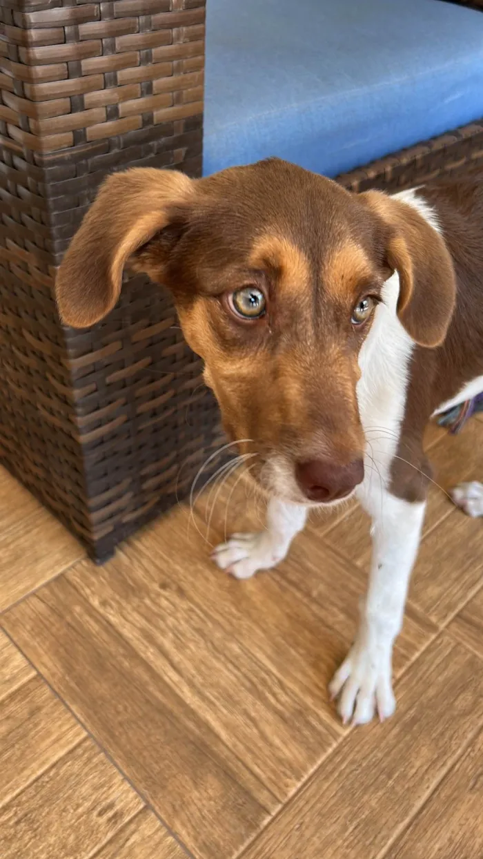 Cachorro raça SRD-ViraLata idade 2 a 6 meses nome Aurora