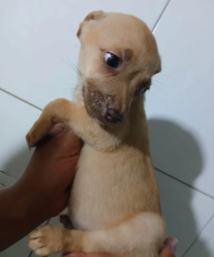 Cachorro ra a SRD-ViraLata idade Abaixo de 2 meses nome LESSIE