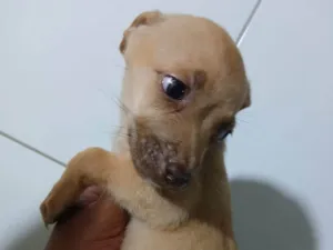 Cachorro raça SRD-ViraLata idade Abaixo de 2 meses nome LESSIE