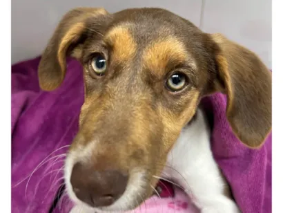 Cachorro raça SRD-ViraLata idade 2 a 6 meses nome Aurora