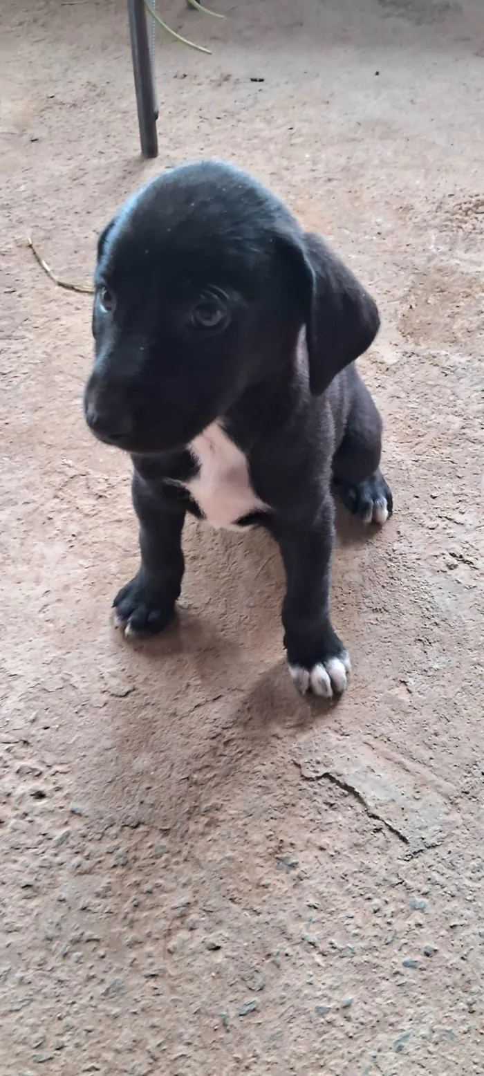 Cachorro raça Rottweiler idade Abaixo de 2 meses nome Lola