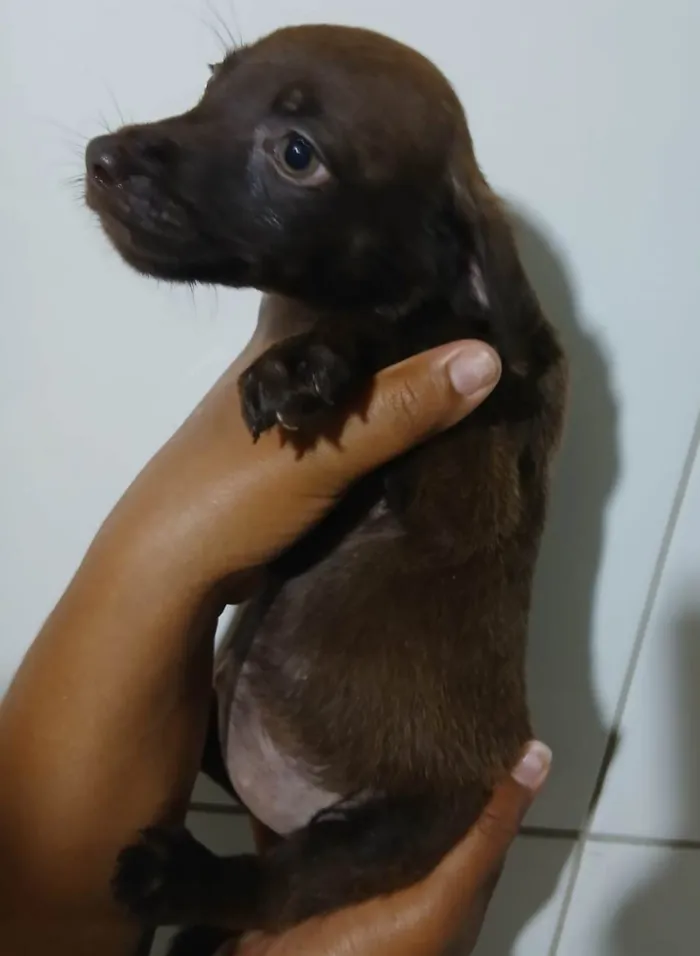 Cachorro ra a SRD-ViraLata idade Abaixo de 2 meses nome DUQUESA