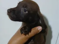 Cachorro raça SRD-ViraLata idade Abaixo de 2 meses nome DUQUESA