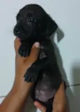 Cachorro ra a SRD-ViraLata idade Abaixo de 2 meses nome PANDORA