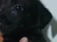 Cachorro ra a SRD-ViraLata idade Abaixo de 2 meses nome PANDORA