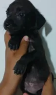 Cachorro ra a SRD-ViraLata idade Abaixo de 2 meses nome PANDORA