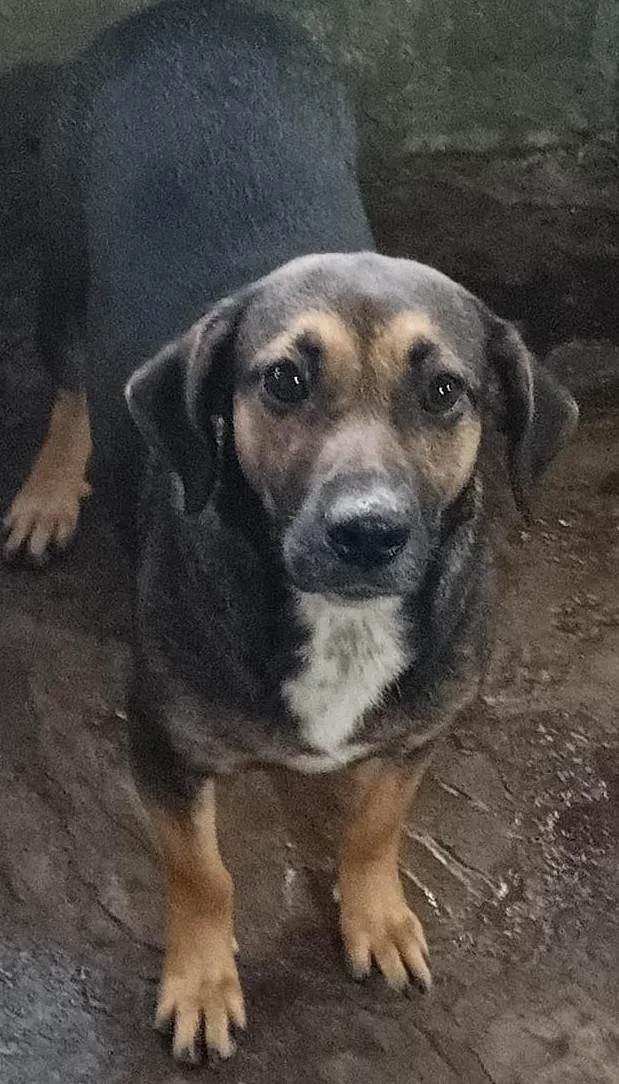 Cachorro ra a SRD-ViraLata idade 1 ano nome JADE