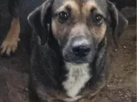 Cachorro ra a SRD-ViraLata idade 1 ano nome JADE