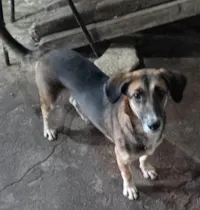 Cachorro ra a SRD-ViraLata idade 1 ano nome SAFIRA