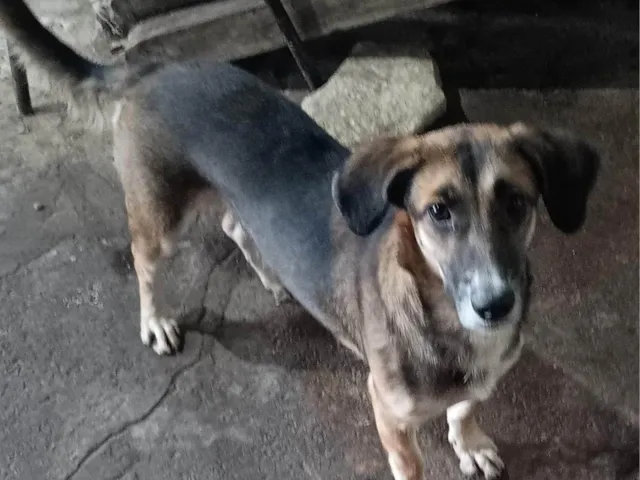 Cachorro ra a SRD-ViraLata idade 1 ano nome SAFIRA