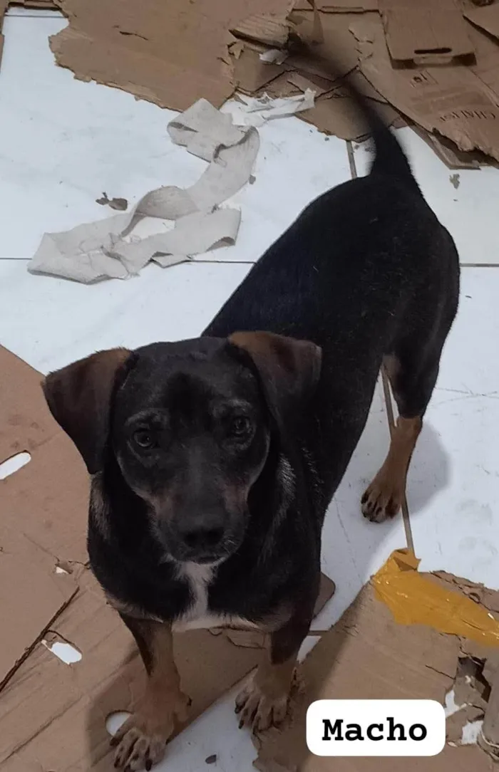 Cachorro ra a SRD-ViraLata idade 1 ano nome CHOCOLATE