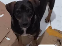Cachorro ra a SRD-ViraLata idade 1 ano nome CHOCOLATE