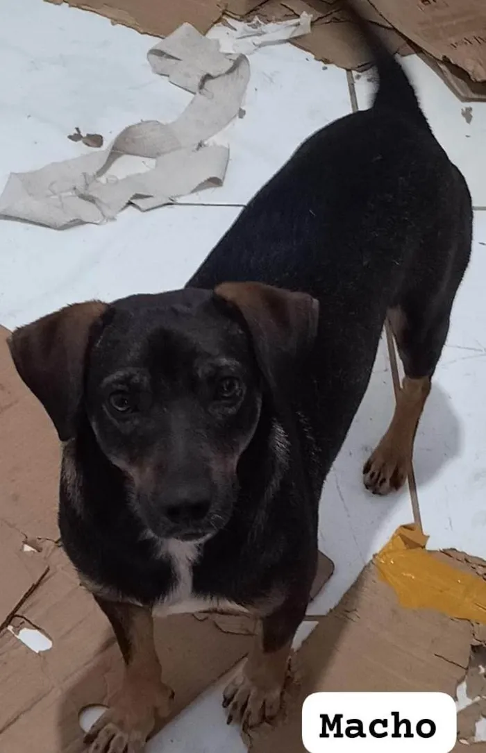 Cachorro ra a SRD-ViraLata idade 1 ano nome CHOCOLATE