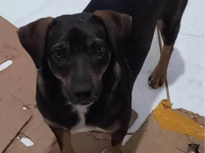 Cachorro ra a SRD-ViraLata idade 1 ano nome CHOCOLATE