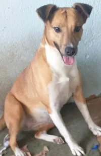 Cachorro ra a SRD-ViraLata idade 2 anos nome SOL