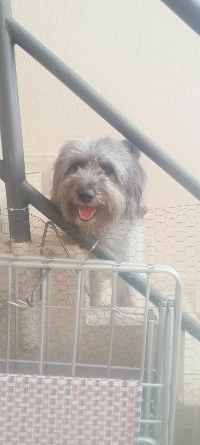 Cachorro ra a Poodle idade 2 anos nome Estopa