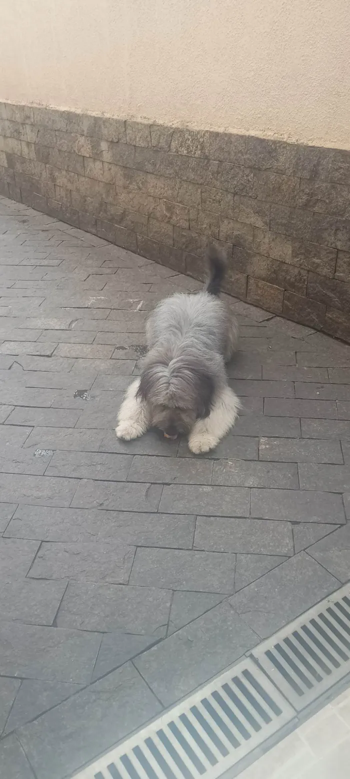 Cachorro ra a Poodle idade 2 anos nome Estopa