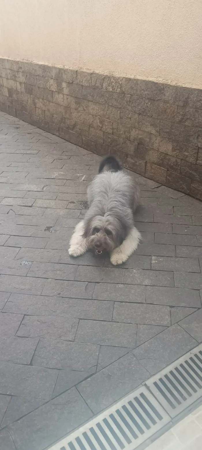 Cachorro ra a Poodle idade 2 anos nome Estopa