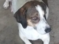 Cachorro ra a SRD-ViraLata idade 3 anos nome BRIZA