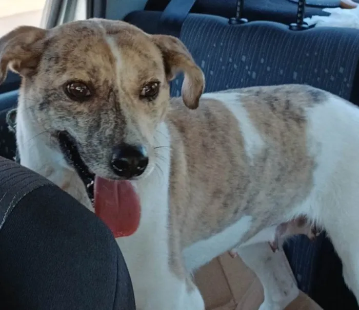 Cachorro ra a SRD-ViraLata idade 3 anos nome LOLA