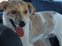 Cachorro ra a SRD-ViraLata idade 3 anos nome LOLA