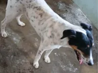 Cachorro ra a SRD-ViraLata idade 3 anos nome LUNA