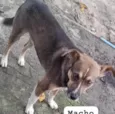 Cachorro ra a SRD-ViraLata idade 1 ano nome BOBY