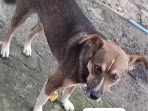 Cachorro raça SRD-ViraLata idade 1 ano nome BOBY