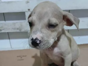 Cachorro ra a SRD-ViraLata idade Abaixo de 2 meses nome RAMBO