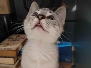 Gato raça SRD-ViraLata idade 2 a 6 meses nome Branquinho