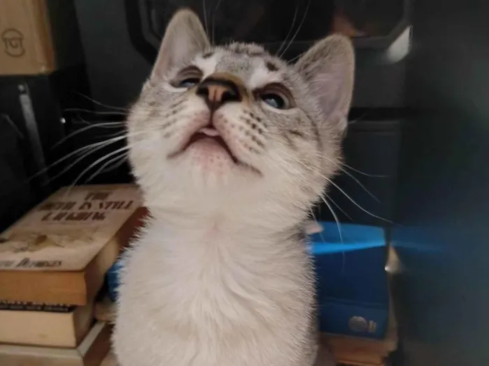 Gato raça SRD-ViraLata idade 2 a 6 meses nome Branquinho