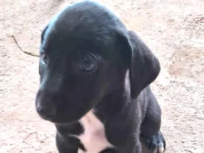 Cachorro raça Rottweiler idade Abaixo de 2 meses nome Lola