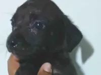 Cachorro raça SRD-ViraLata idade Abaixo de 2 meses nome PANDORA