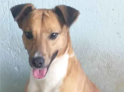 Cachorro ra a SRD-ViraLata idade 2 anos nome SOL