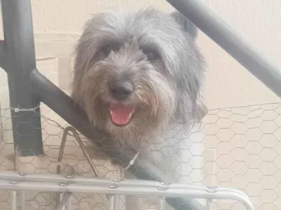 Cachorro raça Poodle idade 2 anos nome Estopa