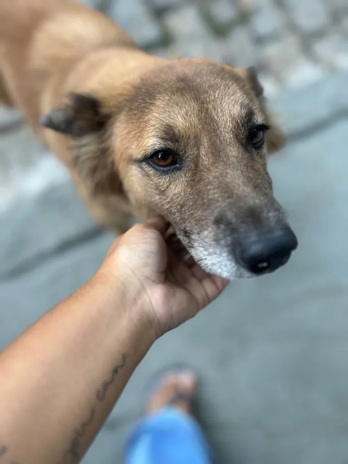 Cachorro raça SRD-ViraLata idade 5 anos nome Liz