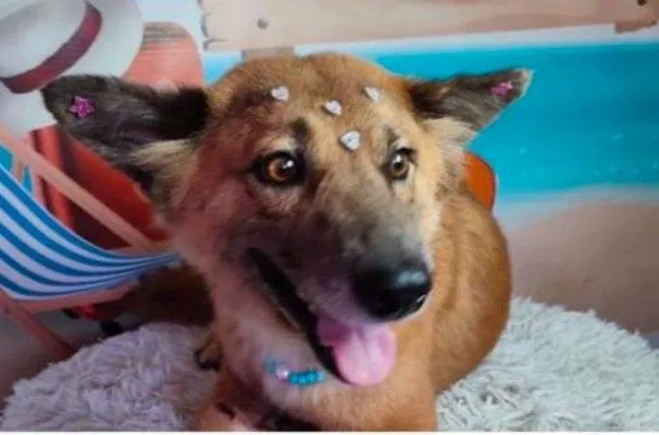 Cachorro raça SRD-ViraLata idade 5 anos nome Liz