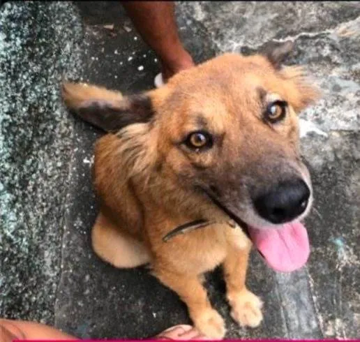 Cachorro raça SRD-ViraLata idade 5 anos nome Liz