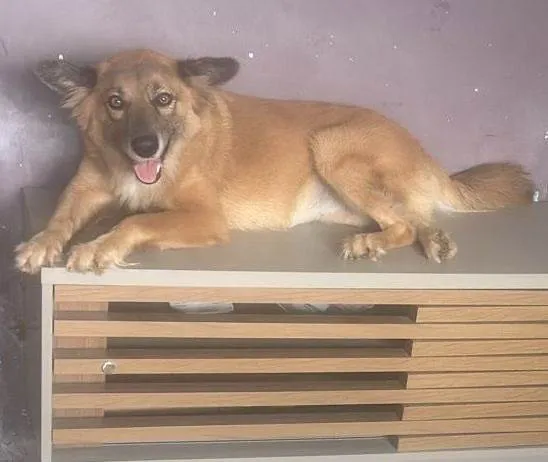 Cachorro raça SRD-ViraLata idade 5 anos nome Liz