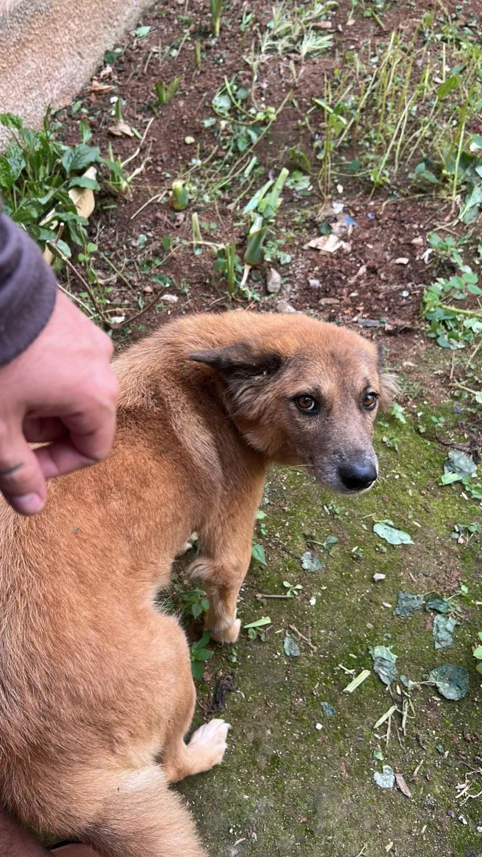 Cachorro raça SRD-ViraLata idade 5 anos nome Liz