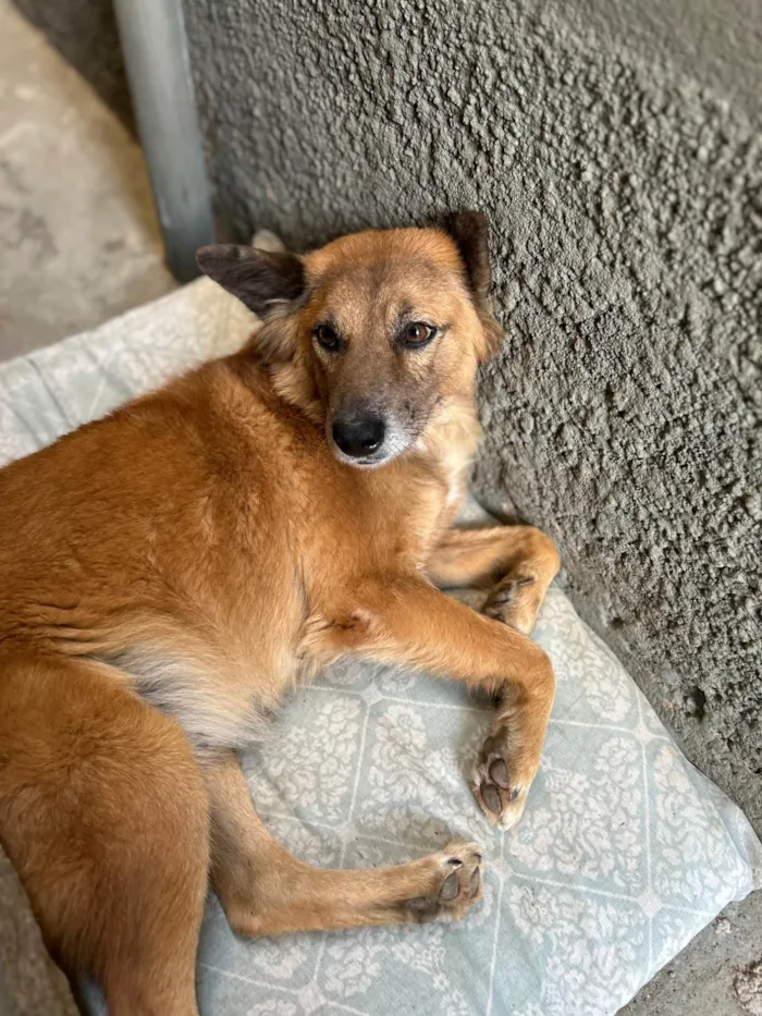 Cachorro raça SRD-ViraLata idade 5 anos nome Liz