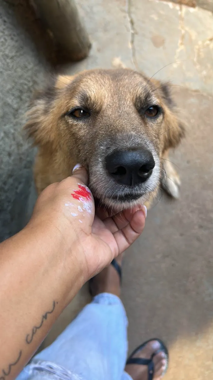 Cachorro raça SRD-ViraLata idade 5 anos nome Liz
