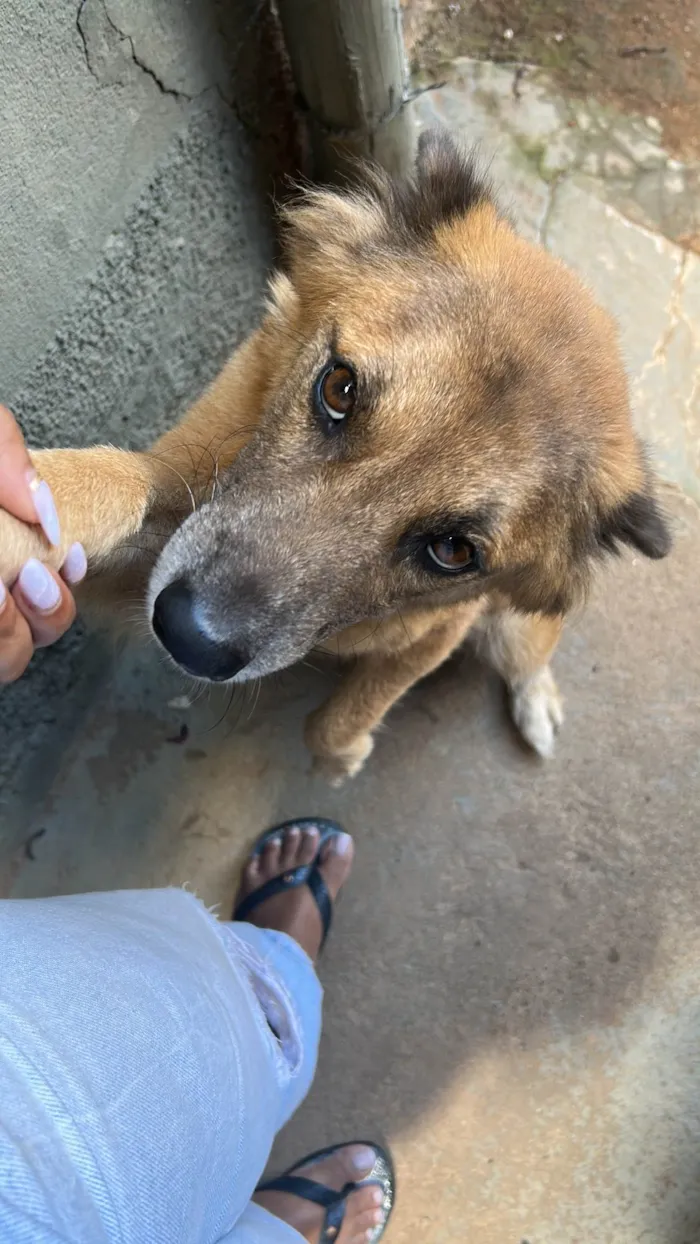Cachorro raça SRD-ViraLata idade 5 anos nome Liz