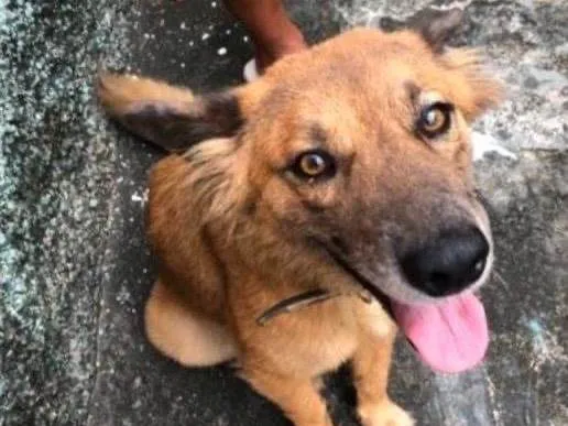 Cachorro raça SRD-ViraLata idade 5 anos nome Liz