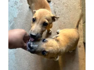 Cachorro raça SRD-ViraLata idade 2 a 6 meses nome Babi e Theo