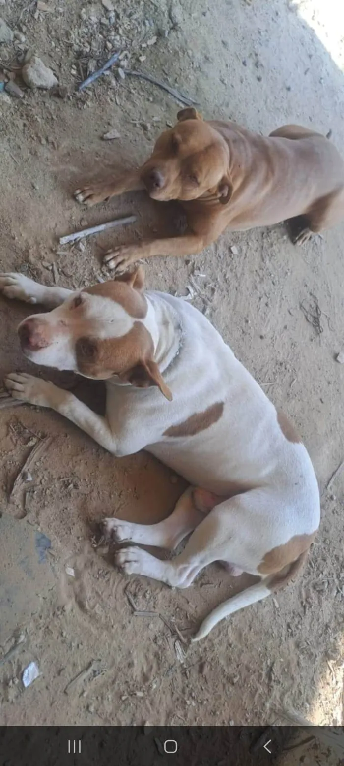 Cachorro raça Pit-Bull idade 1 ano nome Ricardo