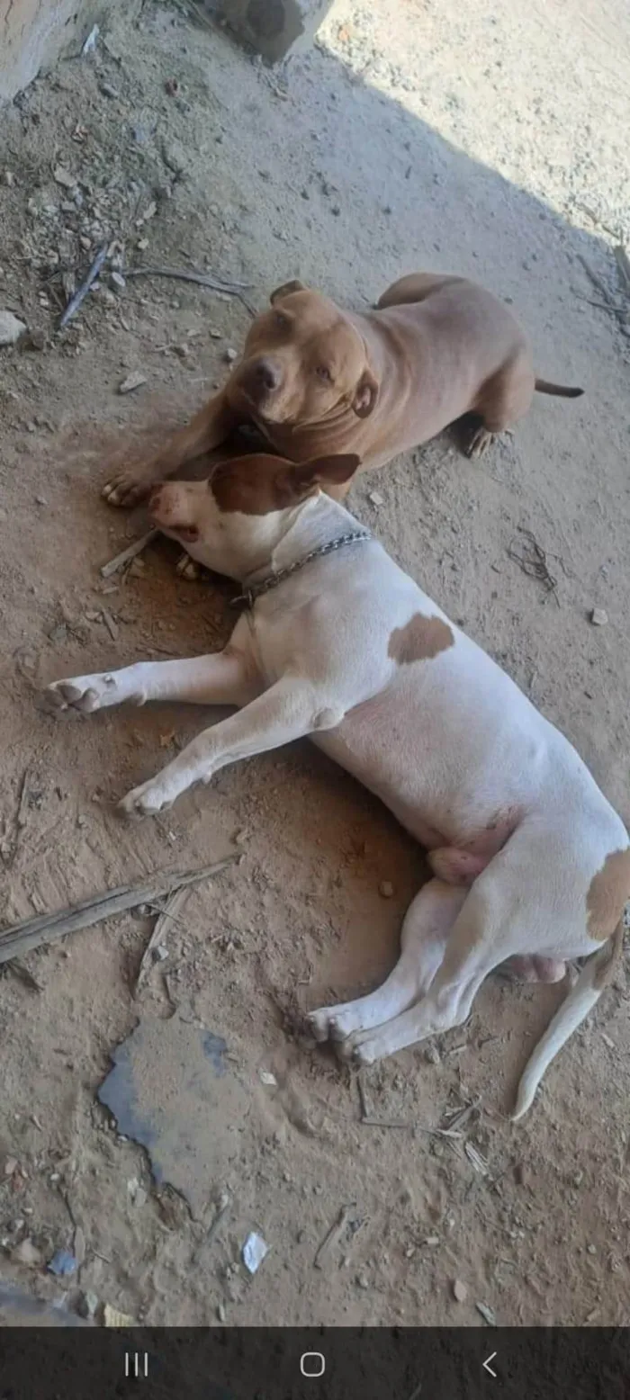 Cachorro raça Pit-Bull idade 1 ano nome Ricardo