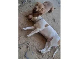 Cachorro raça Pit-Bull idade 1 ano nome Ricardo